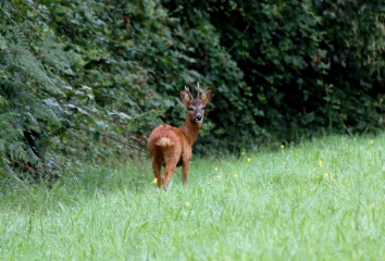 LA HOUBLONNIERE (2)-calvados