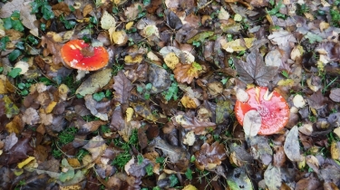 BLANGY-LE-CHATEAU - LE BREVEDENT-calvados