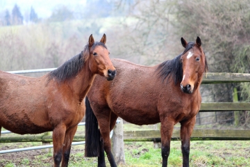 AUQUAINVILLE (4)-calvados