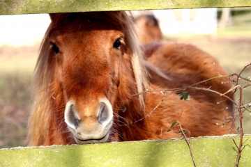 HERMIVAL-LES-VAUX (3)-calvados