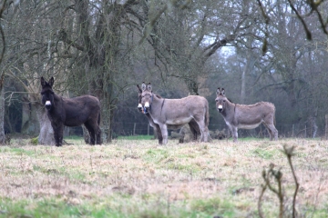 SAINT-PHILBERT-DES-CHAMPS-calvados