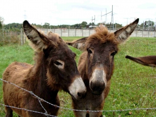 COQUAINVILLIERS-calvados