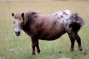 ORBEC (7)-calvados