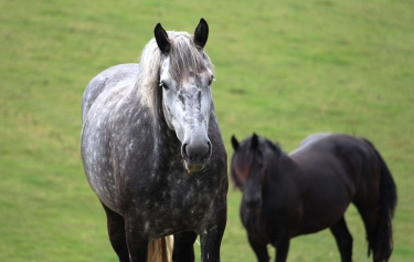 CORDEBUGLE - LA CHAPELLE HARENG-calvados