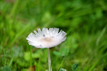 MANERBE (3)-calvados