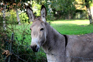 SAINT CYR DU RONCERAY (7)-calvados