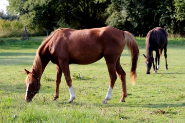 SAINT CYR DU RONCERAY (7)-calvados