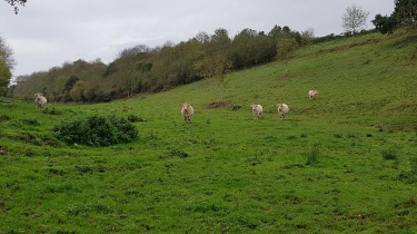 ENTRE LE MESNIL-JACQUET ET MENIL-VIN AU SUD DU PAYS DE FALAISE-calvados