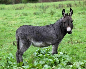 SAINTE-MAREGUERITE-DE-VIETTE - SAINT-GEORGES-EN-AUGE-calvados