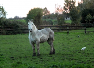 SAINTE-MAREGUERITE-DE-VIETTE - SAINT-GEORGES-EN-AUGE-calvados