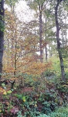 PERTHEVILLE - NECY - VIGNATS- FOURCHES - AU SUD DU PAYS DE FALAISE-calvados