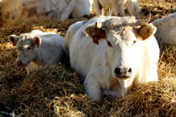 LA CHAPELLE-YVON - TORDOUET EN BOUCLE-calvados