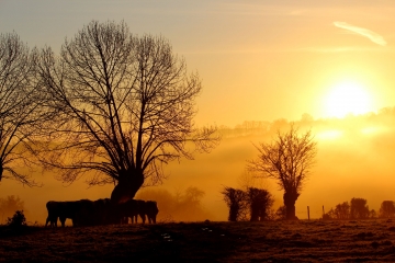 PRETREVILLE - SAINT MARTIN DE MAILLOC (2)-calvados