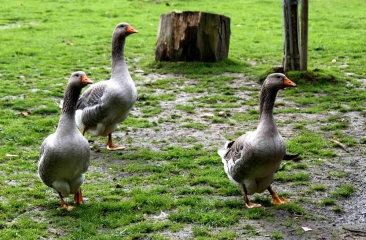 LE MESNIL-DURAND (2)-calvados