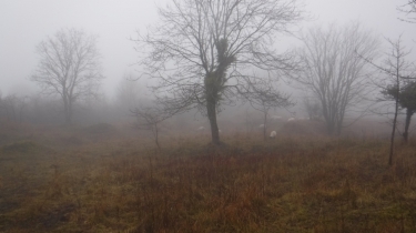 SAINT-ARNOULT ET VARIETE-calvados