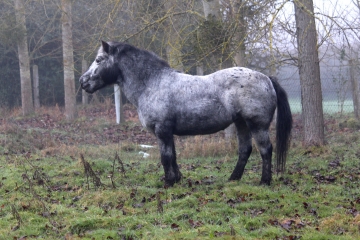 AUQUAINVILLE - FERVAQUES (2)-calvados