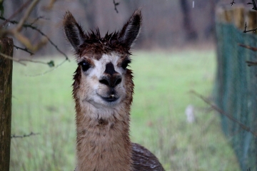 CERNAY 8 KM-calvados