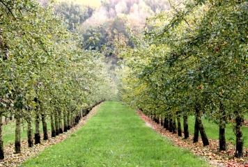 LA VESPIERE-calvados