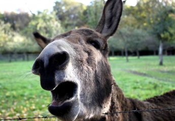 PRETREVILLE - ST-MARTIN-DE-MAILLOC-calvados