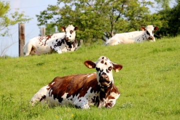 LES DEUX COURTONNE-calvados