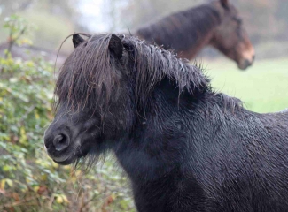 SAINT-JEAN-DE-LIVET-calvados