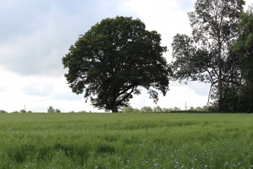 CERNAY 16 KM-calvados