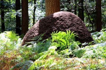 LES MOUTIERS-HUBERT - CANAPVILLE - TICHEVILLE-calvados