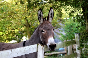 COURTONNE-LES-DEUX-EGLISES - SAINT JULIEN DE MAILLOC-calvados