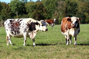 LA CROUPTE ET SA SOURCE-calvados
