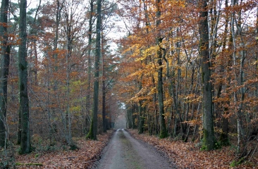 COURTONNE-LES-DEUX-EGLISES-calvados