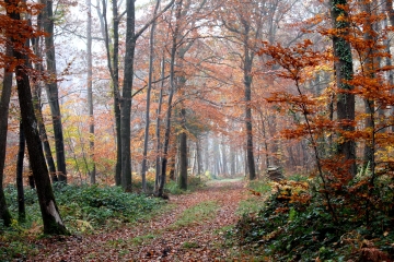TORDOUET - SAINT CYR DU RONCERAY-calvados