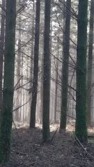 SAINT-MARTIN DE SALLEN ET HAMARS PAR LA FORET DE VALCONGRAIN-calvados