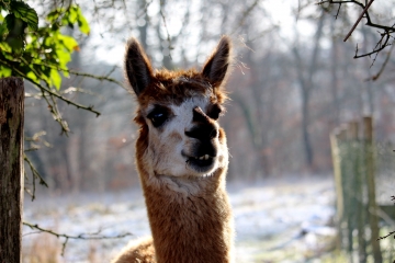 CERNAY - TORDOUET-calvados
