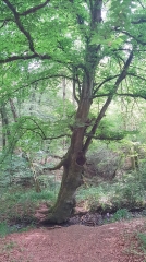 GOUPILLERES - LA FORET DE GRIMBOSQ - TROIS-MONTS-calvados