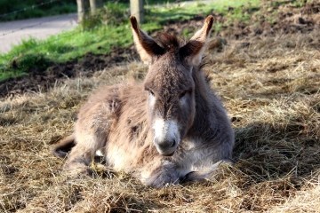 COURTONNE-LES-DEUX-EGLISES - LA CHAPELLE HARENG-calvados