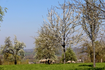 AUTOUR DE BLANGY-LE-CHATEAU-calvados