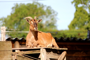 LE BILLOT - SAINT MARTIN DE FRESNAY - SAINT GEORGES EN AUGE-calvados