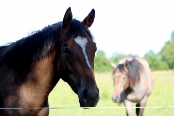 CERNAY - BOIS DE SAINT MARTIN DE BIENFAITE-calvados