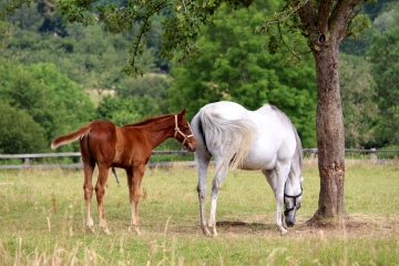 CHEFFREVILLE - TONNENCOURT-calvados