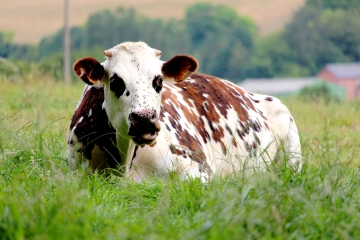 AUQUAINVILLE - BOIS DES GRANDES VENTES - BALISAGE JAUNE-calvados