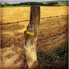 AUQUAINVILLE - BOIS DES GRANDES VENTES - BALISAGE JAUNE-calvados