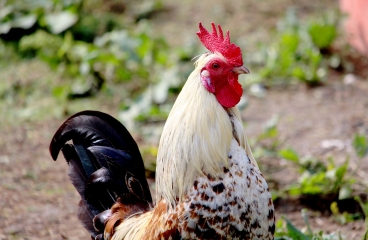 SAINT-HYMER - PIERREFFITE-EN-AUGE-calvados