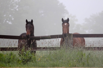 AUQUAINVILLE - LE MESNIL GERMAIN -calvados