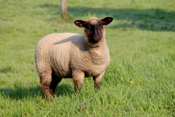 LE MESNIL-GERMAIN - BALISAGE VERT-calvados