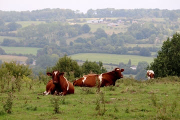SAINT MARTIN DE MAILLOC - COURTONNE LES DEUX EGLISES - SAINT MARTIN DE BIENFAITE - TORDOUET-calvados