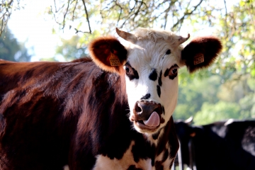 MONTVIETTE - BORD DU DOUET DE CANTERAINE-calvados