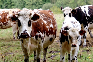 LE MESNIL GERMAIN - LA CHAPELLE NOIREMARE-calvados