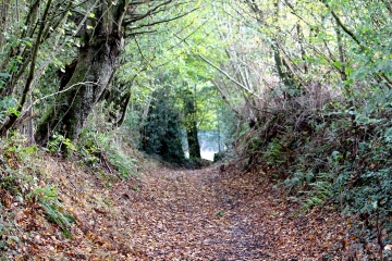 ORBEC - BOIS DES CAPUCINS - BOIS DE LA MOTTE - BOIS D ORBIQUET-calvados