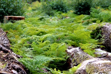 ORBEC - BOIS DES CAPUCINS - BOIS DE LA MOTTE - BOIS D ORBIQUET-calvados