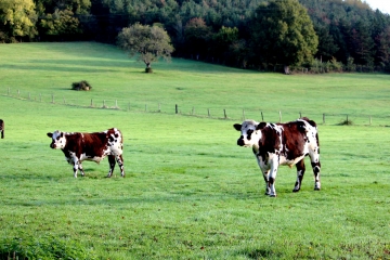 LE BILLOT - BOIS D  ECOTS - FORET DE MONTPINCON-calvados